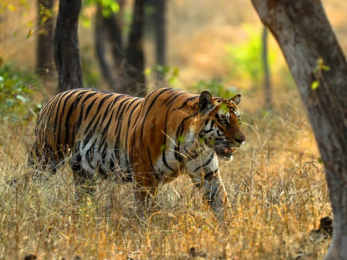 Satpura Official Tiger Safari