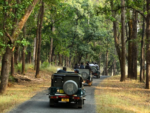 Madhai Safari with Pachmarhi Sightseeing Tour
